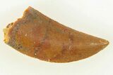 Serrated, Raptor Tooth - Real Dinosaur Tooth #285159-1